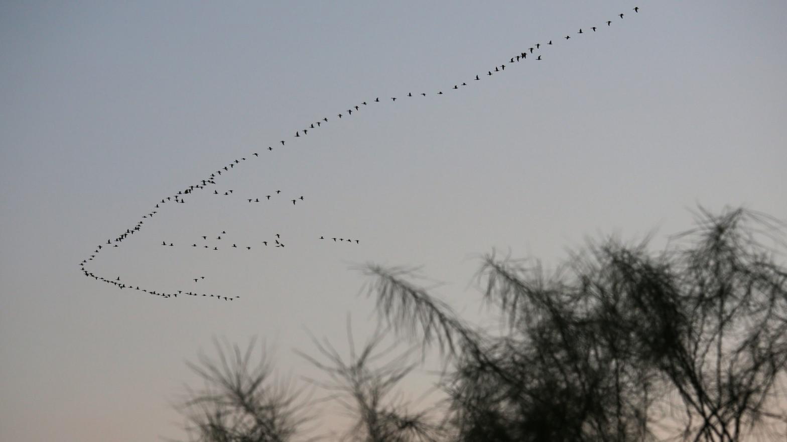 Migratory birds fly south over the U.S.-Mexico border (Photo: Getty)