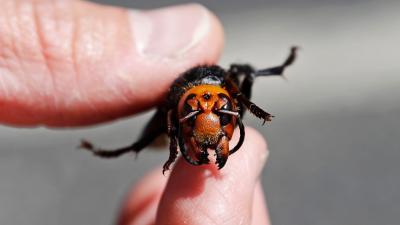 Great, Now Murder Hornets Are Turning Up in New Places