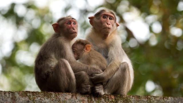 Monkeys in India Stole Covid-19 Blood Samples, Chewed on Them