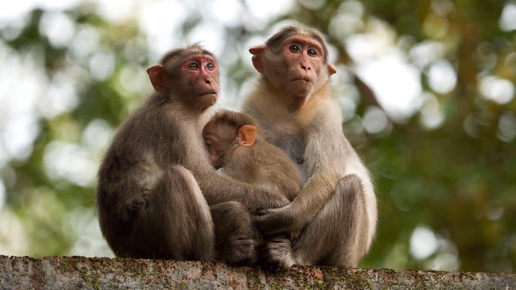 Monkeys in Kerala, India. These are not the monkeys who stole the coronavirus blood samples.  (Photo: Getty Images)