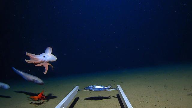 Scientists Captured New Footage of the Deepest-Living Octopus