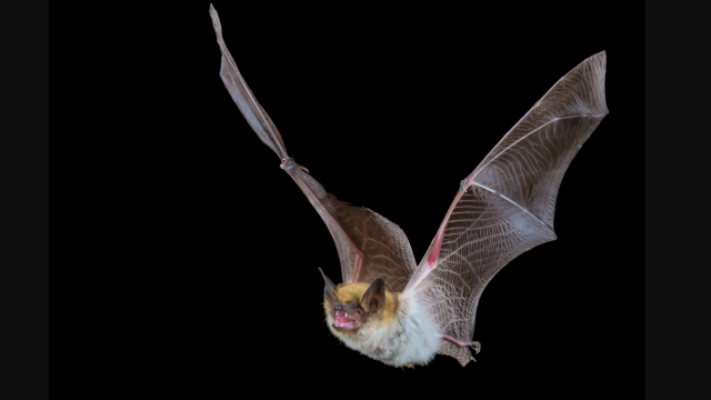 Why Bats Donâ€™t Get Sick From The Viruses They Carry