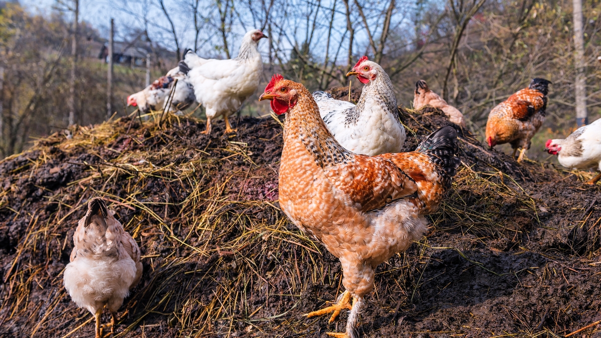 chickens on a pile of manure