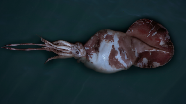 Have People Ever Seen A Colossal Squid?
