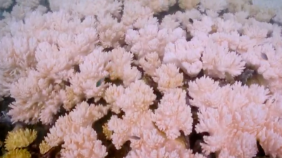 Researchers Have Found A New Defence To Help Coral Survive Bleaching
