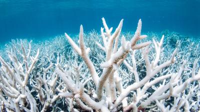 The First Step to Conserving the Great Barrier Reef Is Understanding What Lives There