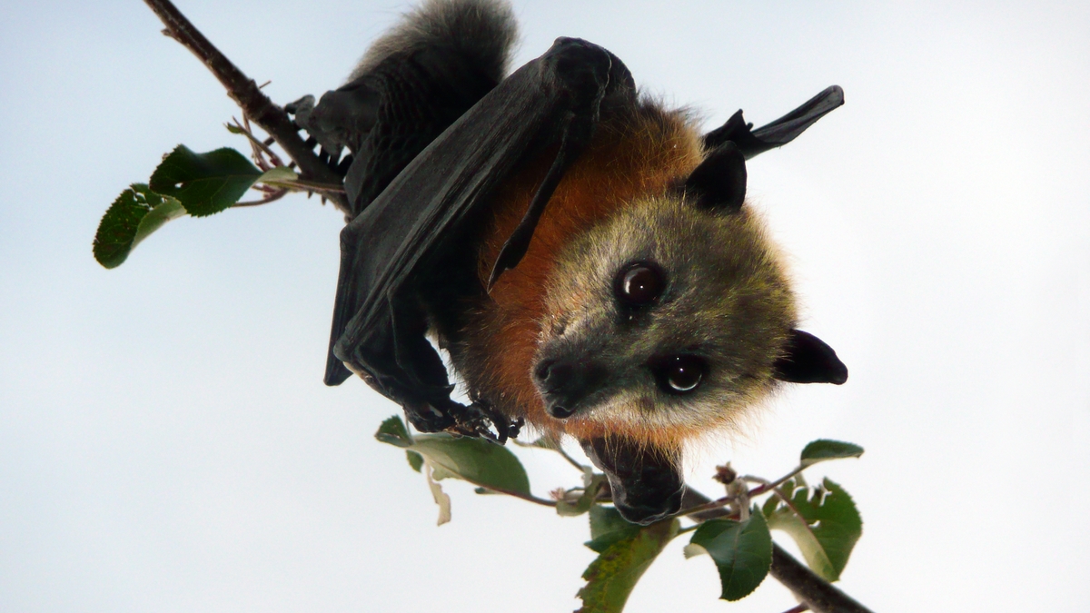 Flying fox looking at camera while hanging in apple tree branch.