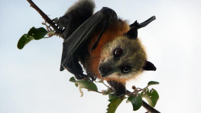 No, Aussie Bats Wonâ€™t Give You Coronavirus