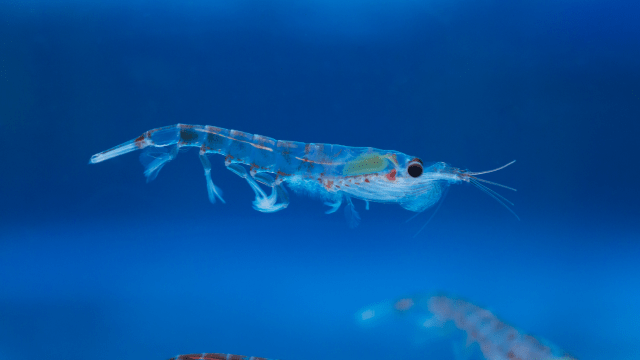 Climate Change Threatens Antarctic Krill And The Sea Life That Depends On It