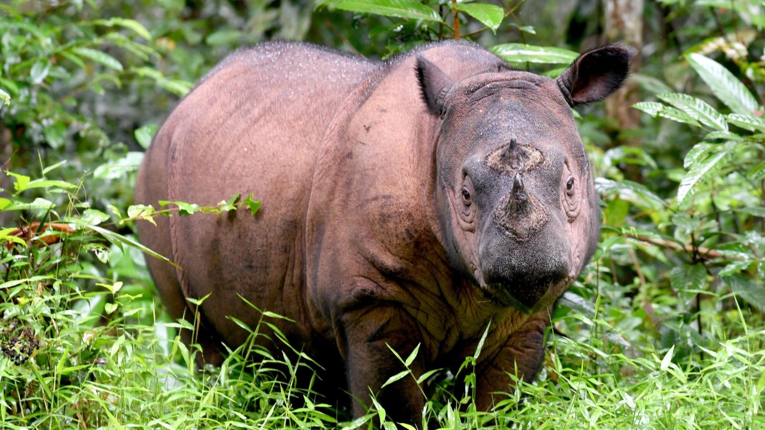 The Sumatran rhino is among the rarest mammals on Earth. (Photo: Getty)