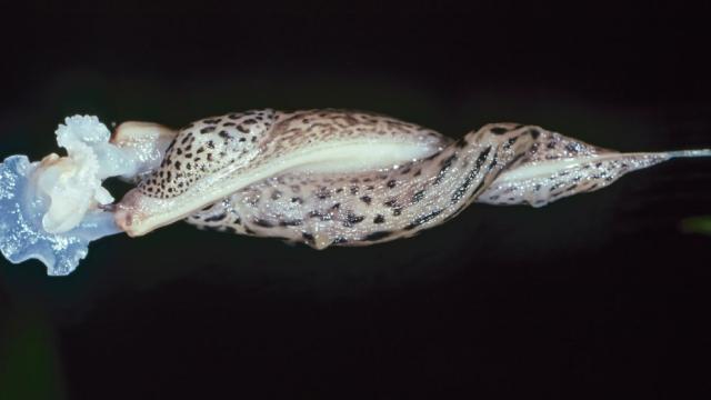 Leopard Slugs  Mate in the Most Beautifully Bizarre Way, and Nobody Knows Why