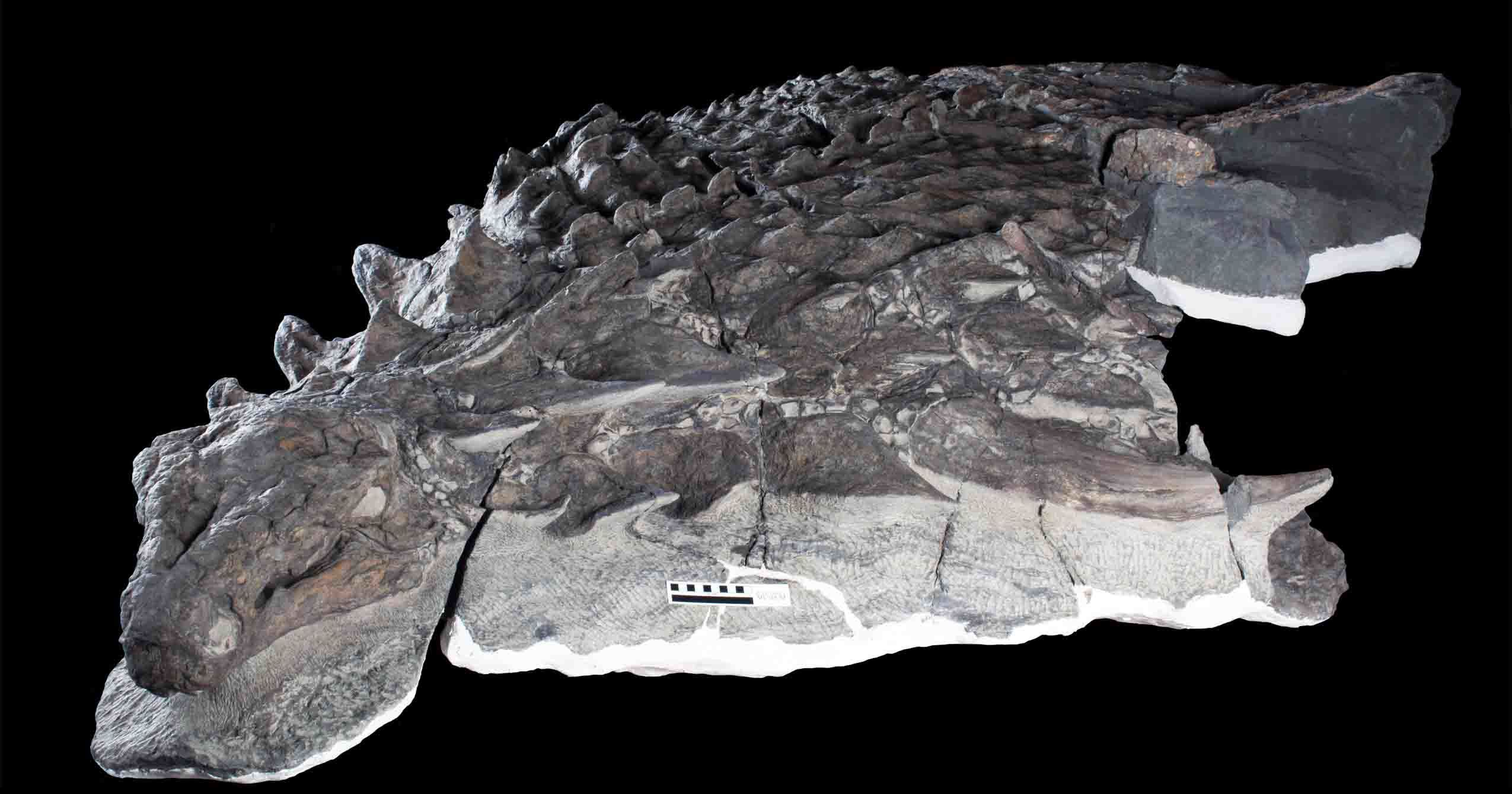 The Borealopelta markmitchelli fossil.  (Image: Royal Tyrrell Museum of Palaeontology)