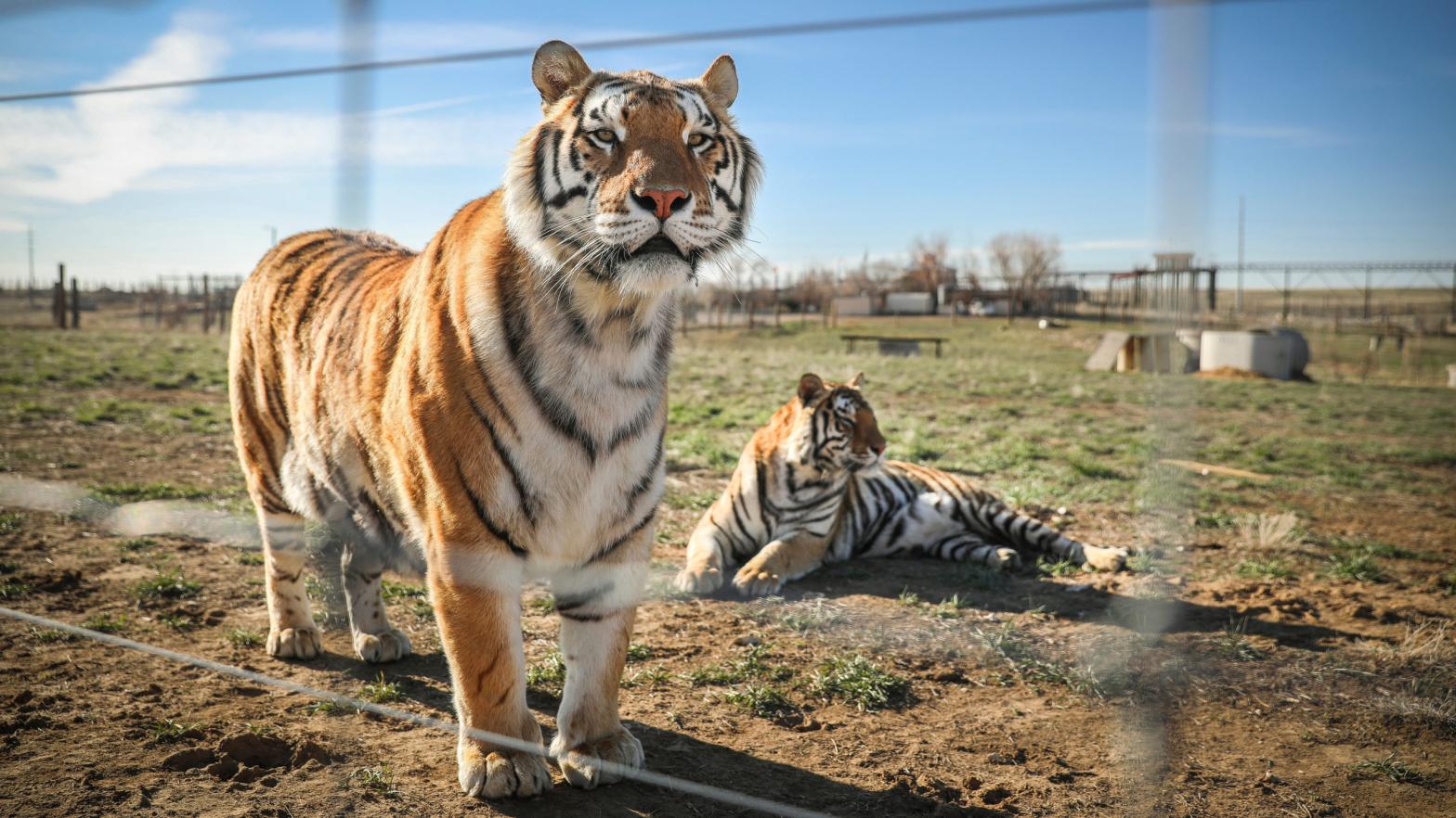 Two of the 39 tigers that were rescued in 2017 from Joe Exotic's zoo at Wild Animal Sanctuary in Colorado. (Photo: Marc Piscotty/Getty Images)