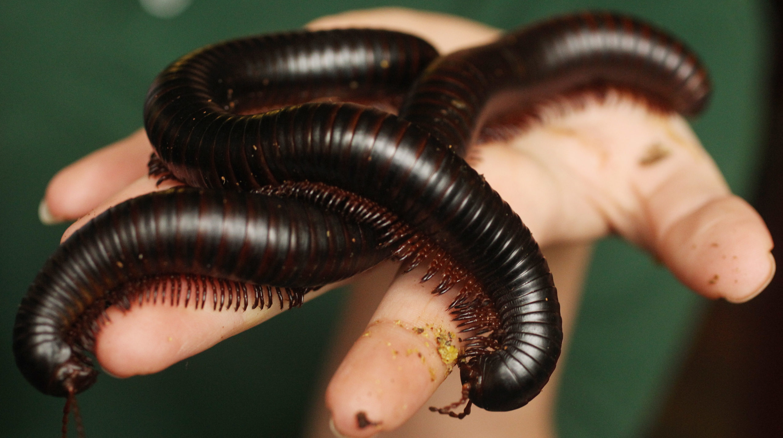 Image: Getty; contemporary African millipedes