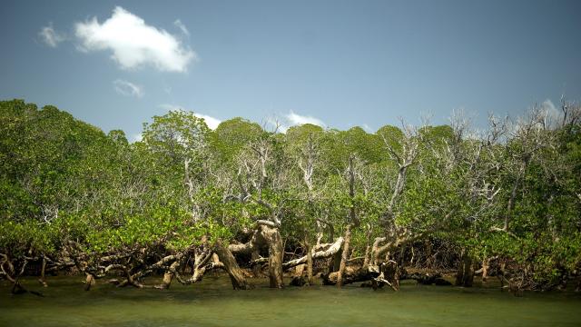Sea Level Rise Could Drown Mangrove Forests By 2050