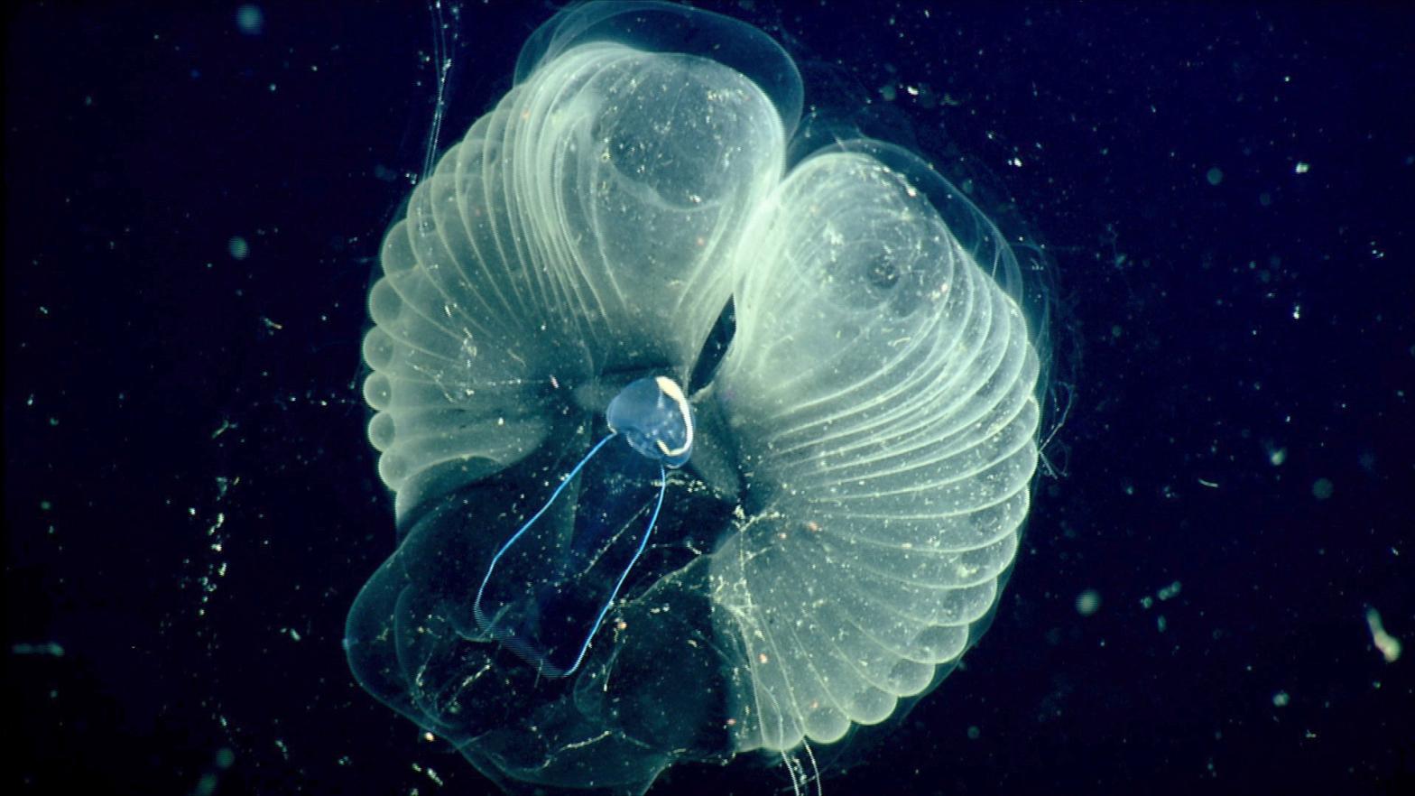 A close-up image of a giant larvacean in its, uh, snot palace. (Image: MBARI via AP)
