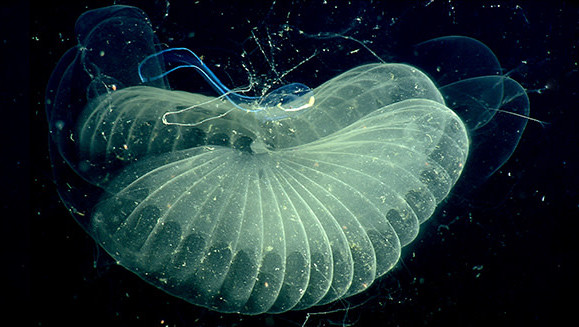 These Weird-Arse Sea Creatures Live In ‘Snot Palaces’ That Capture Carbon