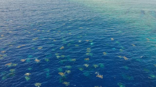 Aussie Drone Captures 64,000 Turtles Swimming Through the Great Barrier Reef