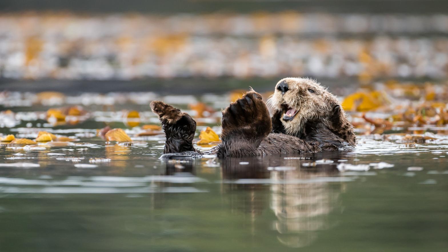 Sea otters are perfect animals. (Photo: James Thompson Photography)