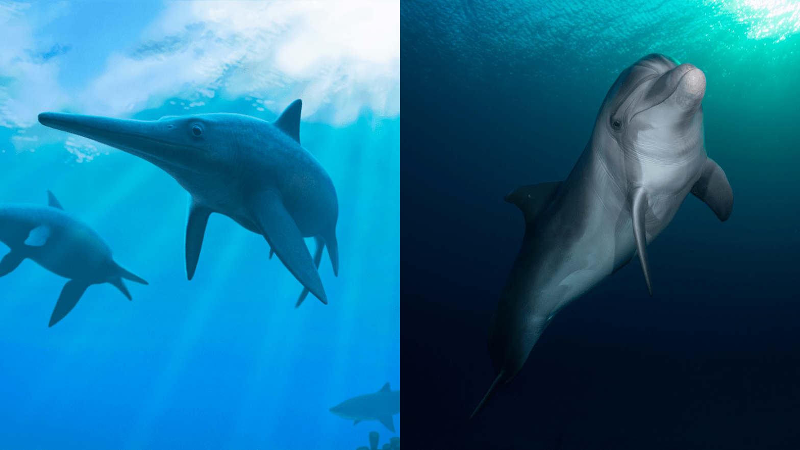 Left: Artist's impression of extinct ichthyosaurs. Right: A modern dolphin. (Image: Andrey Atuchin/ טל שמע (Wikimedia Commons)