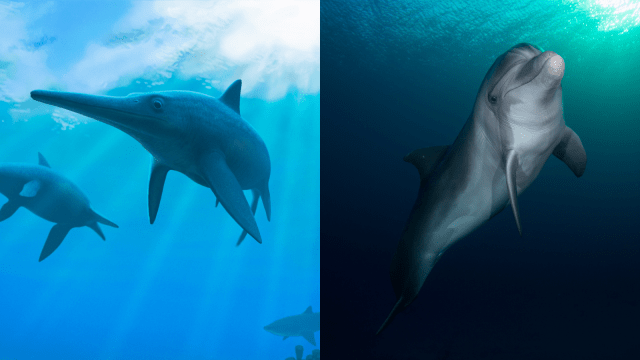 8 Wild Examples of Evolution Copying Itself