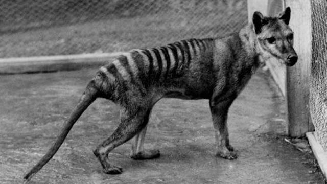 The Tasmanian Tiger was Hunted to Extinction as a ‘Large Predator’