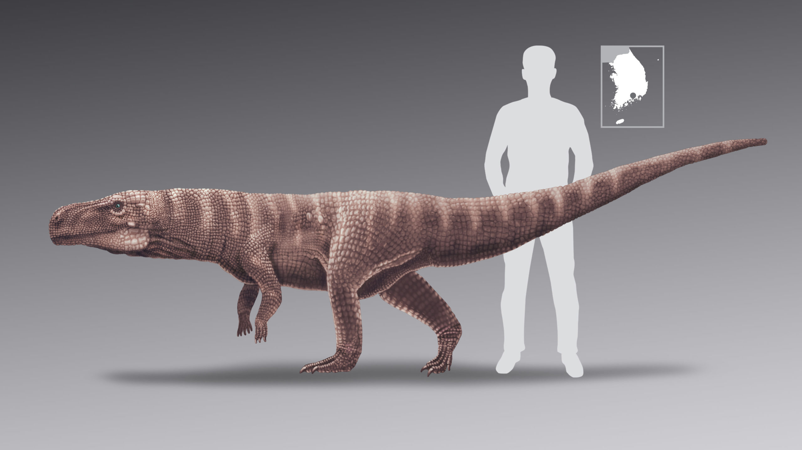This thing would mess you up. A human shown to scale.  (Image: Anthony Romilio)