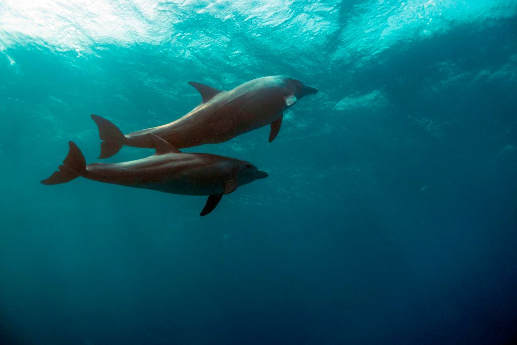 Two dolphins swim in the Egyptian Red Sea marine reserve. (Photo: EMILY IRVING-SWIFT/AFP, Getty Images)
