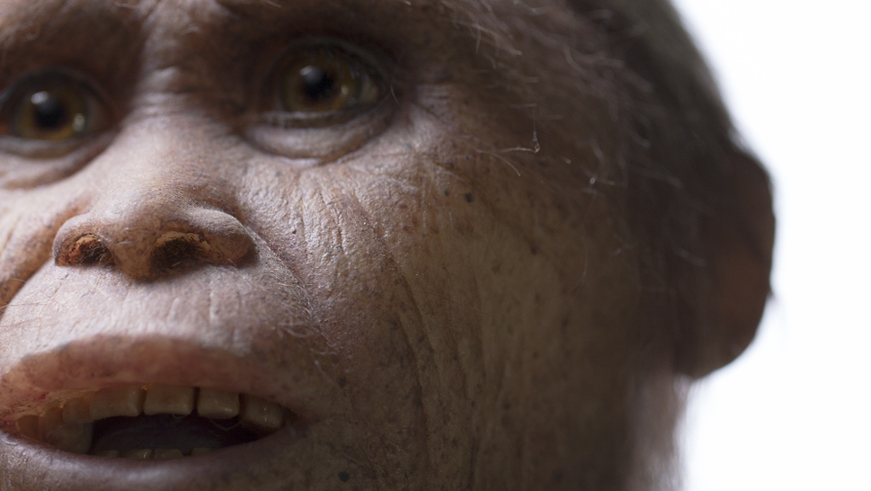Artist's reconstruction of Homo floresiensis. (Image: Kinez Riza)
