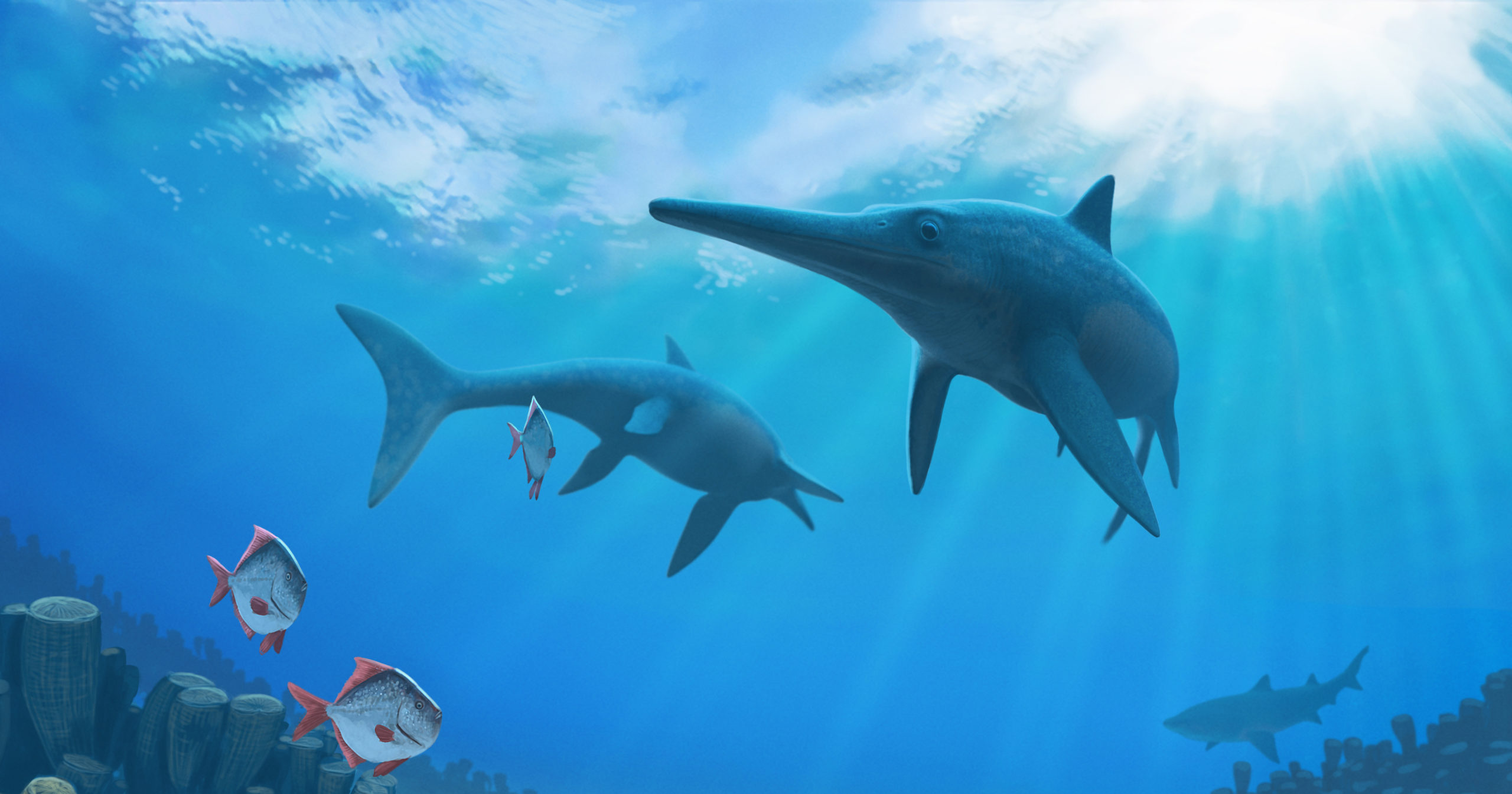 Artist's impression of ichthyosaurs. (Image: Andrey Atuchin)