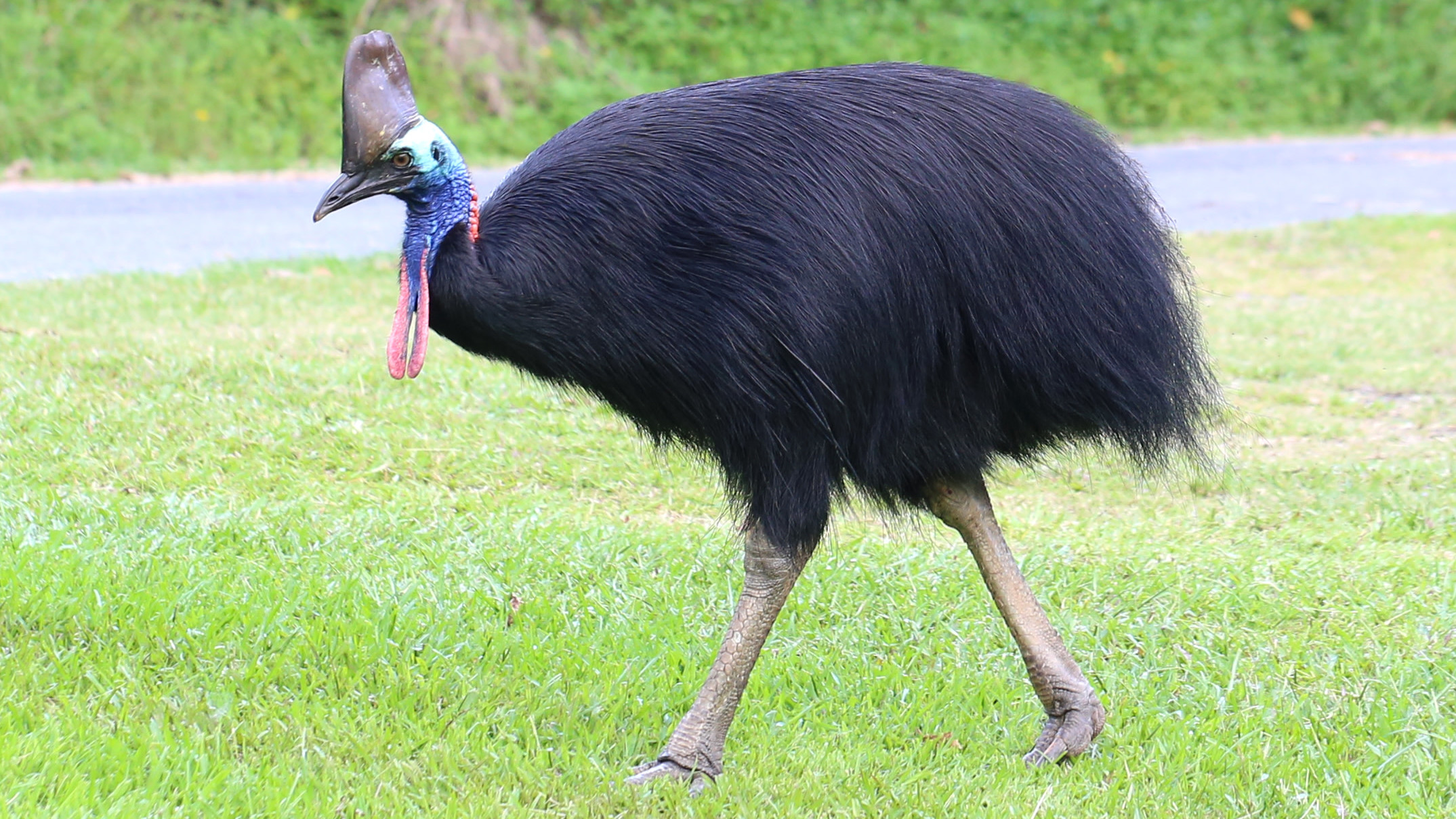 A free ranging Southern Cassowary at Etty Bay, north Queensland, Australia. (Image: Summerdrought/Wikimedia)