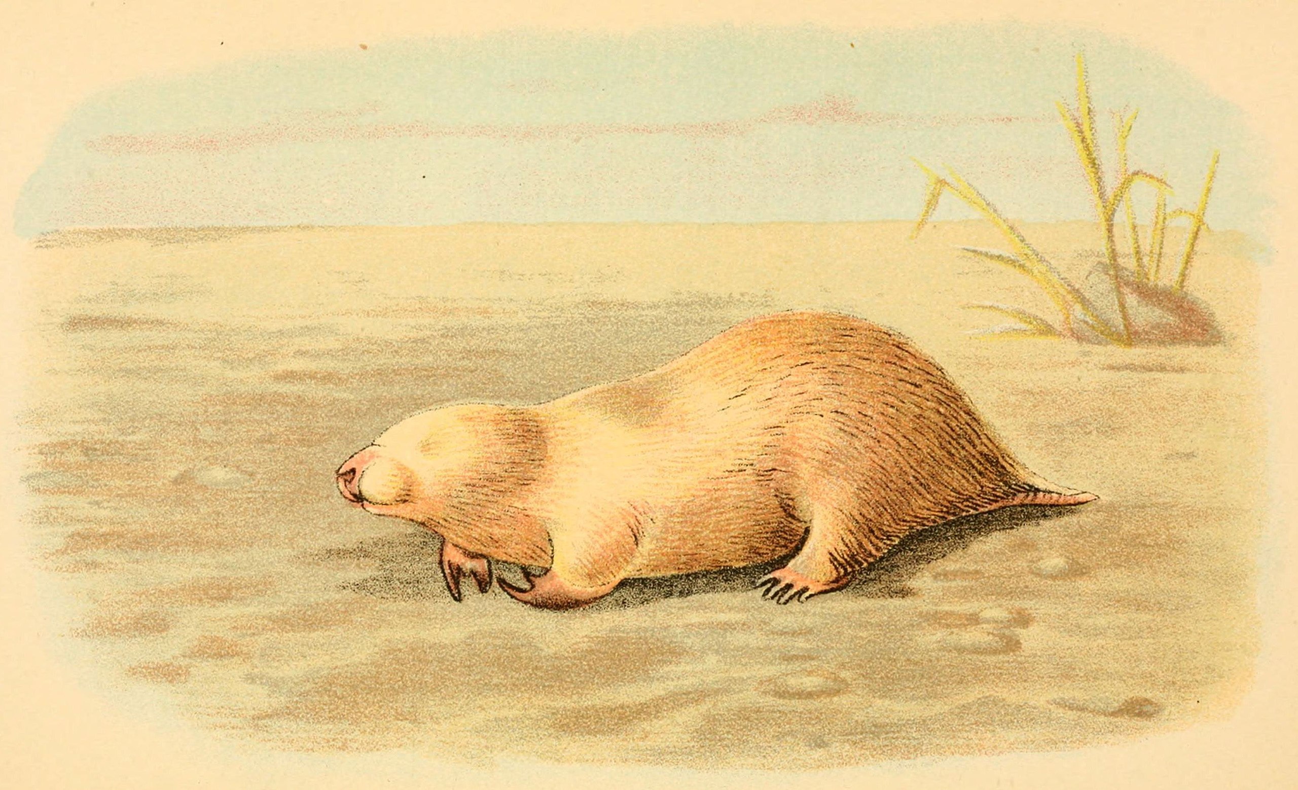 Illustration of a marsupial mole from Australia, which bears a striking resemblance to placental moles.  (Illustration: Richard Lydekker)