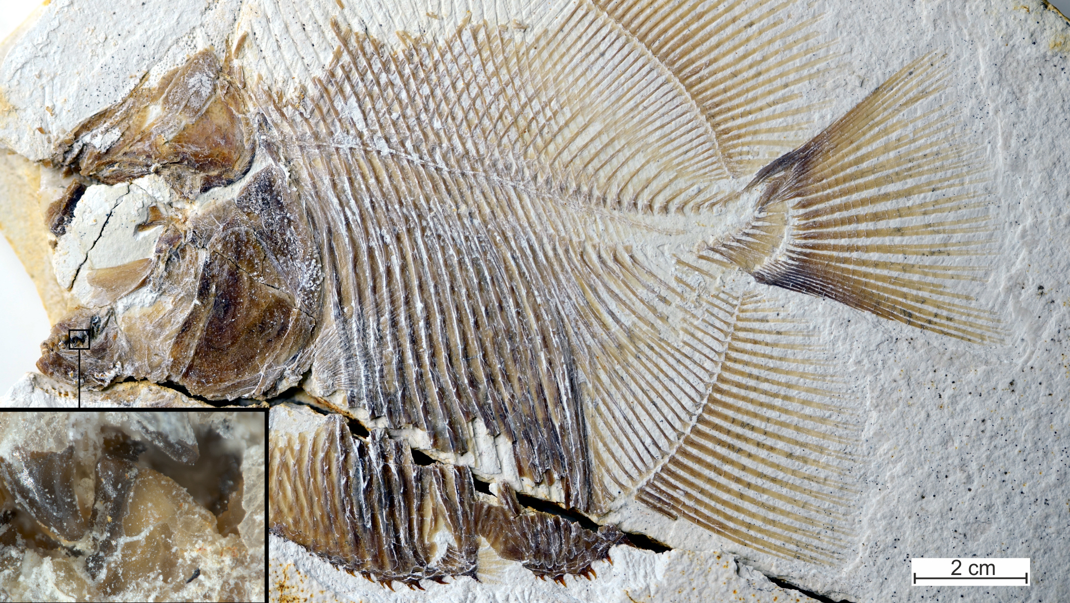 The nearly complete fossil of Piranhamesodon pinnatomus. (Photo: M. Ebert and T. Nohl)