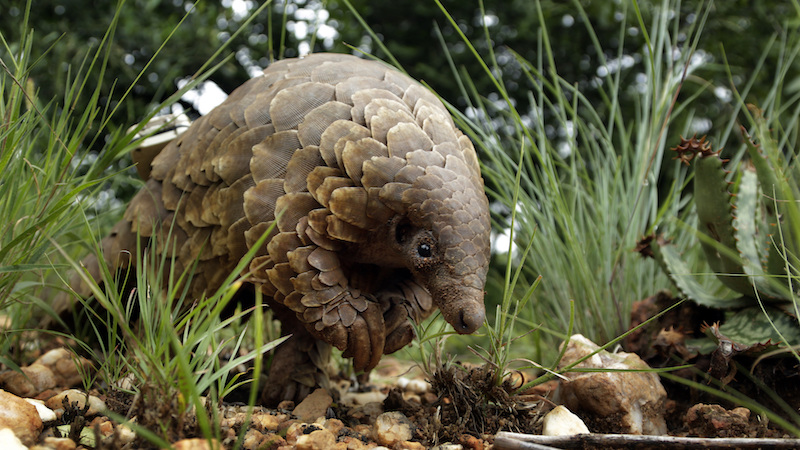 A pangolin looks for food on a private property in Johannesburg, South Africa. (Photo: Themba Hadebe, AP)