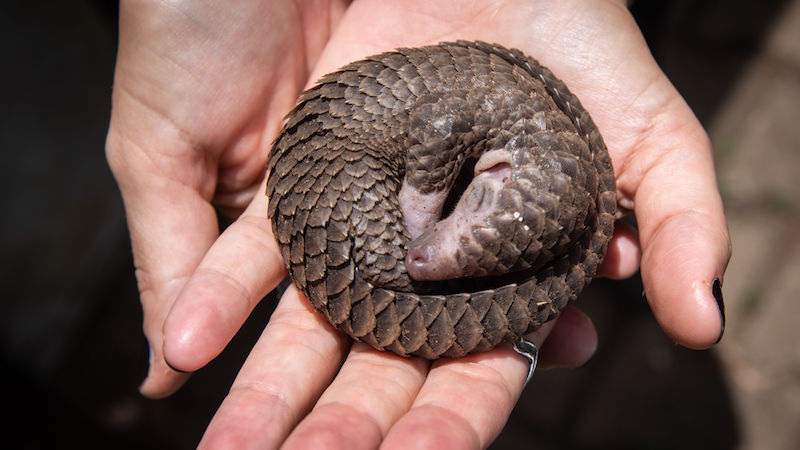 Pangolins eat ants, terminates and larvae. They don't have teeth. (Photo: Isaac Kasamani, AFP via Getty Images)
