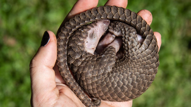Unfortunately, pangolins are some of the most trafficked mammals on the planet. (Photo: Isaac Kasamani, AFP via Getty Images)