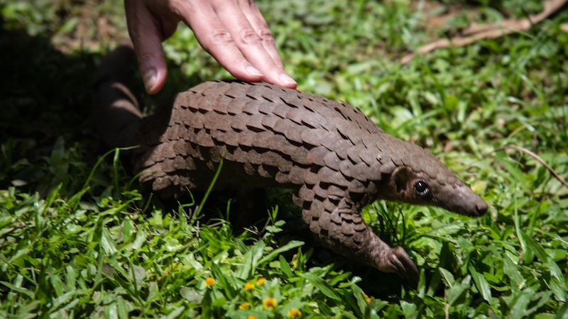 Pangolins curl up into a ball when they feel threatened. (Photo: Isaac Kasamani, AFP via Getty Images)