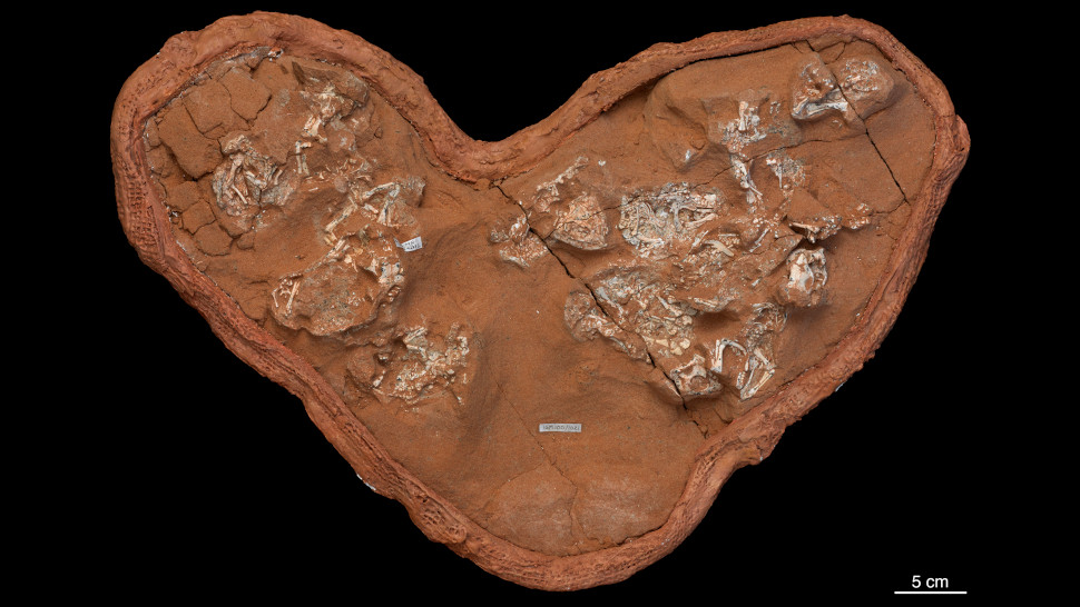 A clutch of fossilized Protoceratops eggs and embryos. (Image: M. Ellison/AMNH)