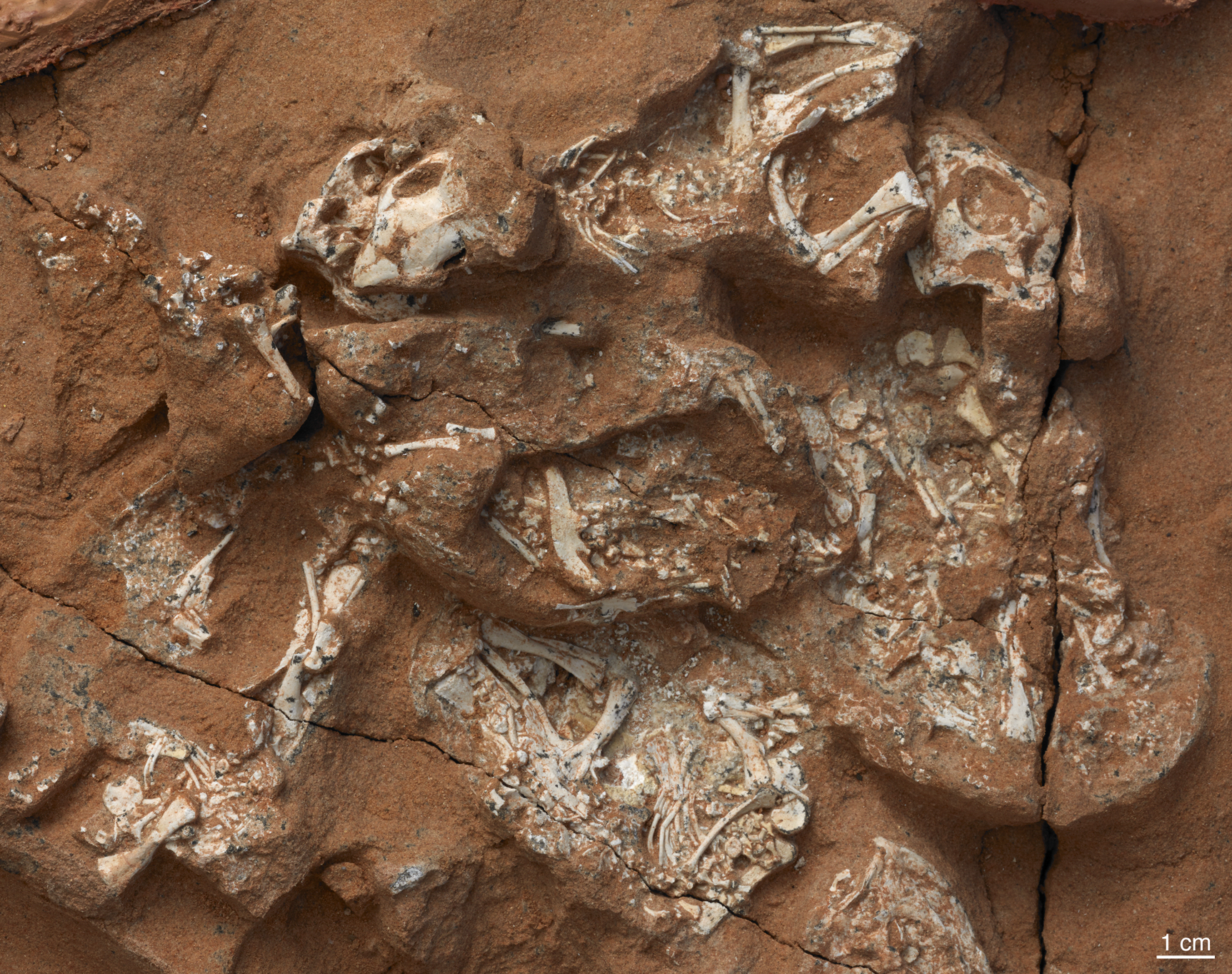 Fossilized skeletal remains of six nearly complete Protoceratops embryos.  (Image: M. Ellison/AMNH)