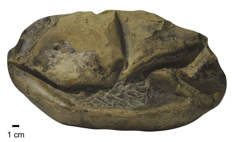 The fossilized soft-shelled egg found in Antarctica, and assigned to Antarcticoolithus bradyi. (Image: Legendre et al. (2020).)