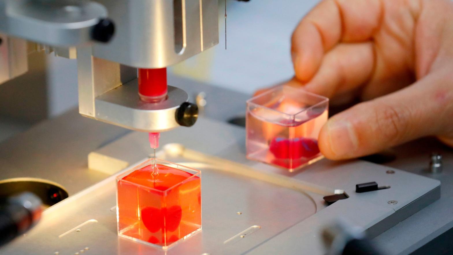 A 3D printed heart made with human tissue at the University of Tel Aviv, April 15, 2019. (Photo: Jack Guez/AFP, Getty Images)