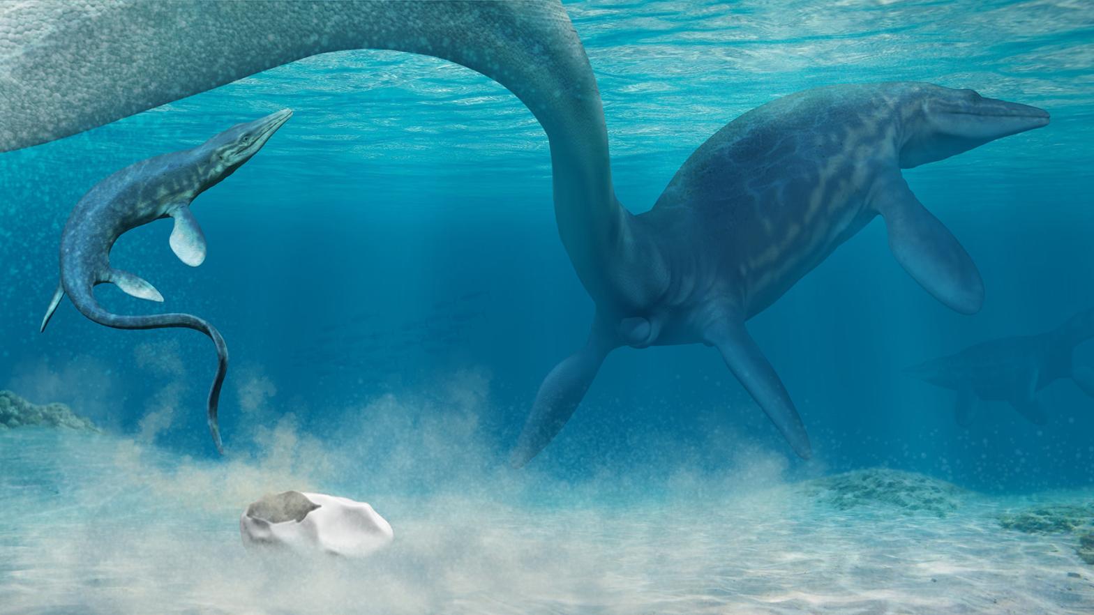 Artist's reconstruction showing a mosasaur mother depositing a soft-shelled egg on the seafloor. (Illustration: Francisco Hueichaleo)