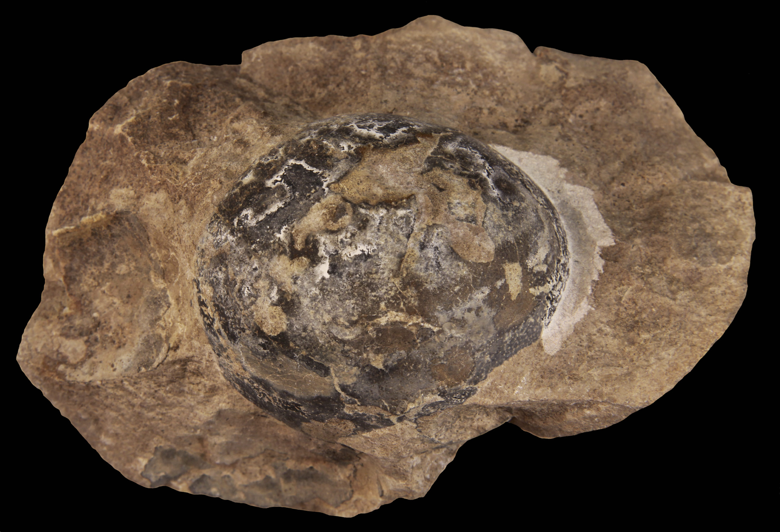 Fossilized Mussaurus egg. (Image: D. Pol)