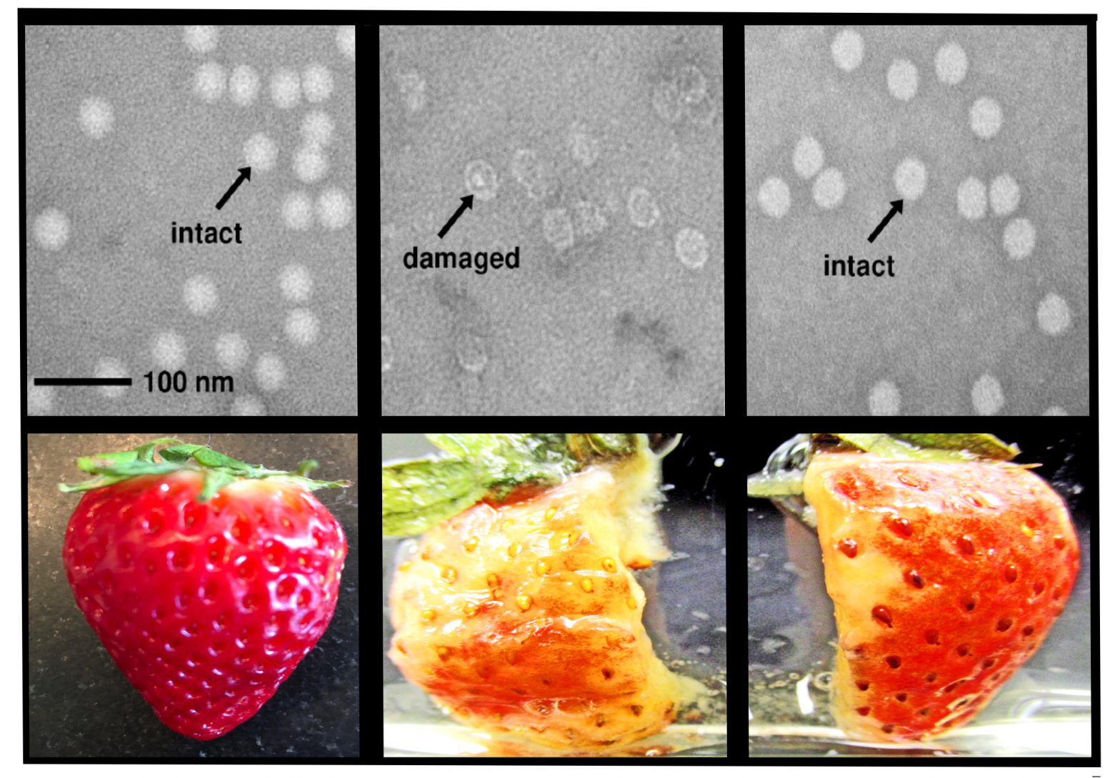 Polioviruses and a strawberry were mixed with a synthetic D. radiodurans manganese-decapeptide antioxidant before exposure to a sterilizing dose of gamma rays. The treated viruses and treated strawberry (right column) remained noticeably preserved compared to the untreated specimens (middle). (Image: Dr. Michael J. Daly (Uniformed Services University)