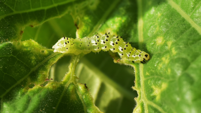 How Very Hungry Caterpillars Grow and Grow and Don’t Get Sick