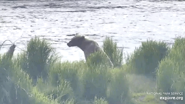 The World Still Sucks, but at Least Bear Cam Is Back