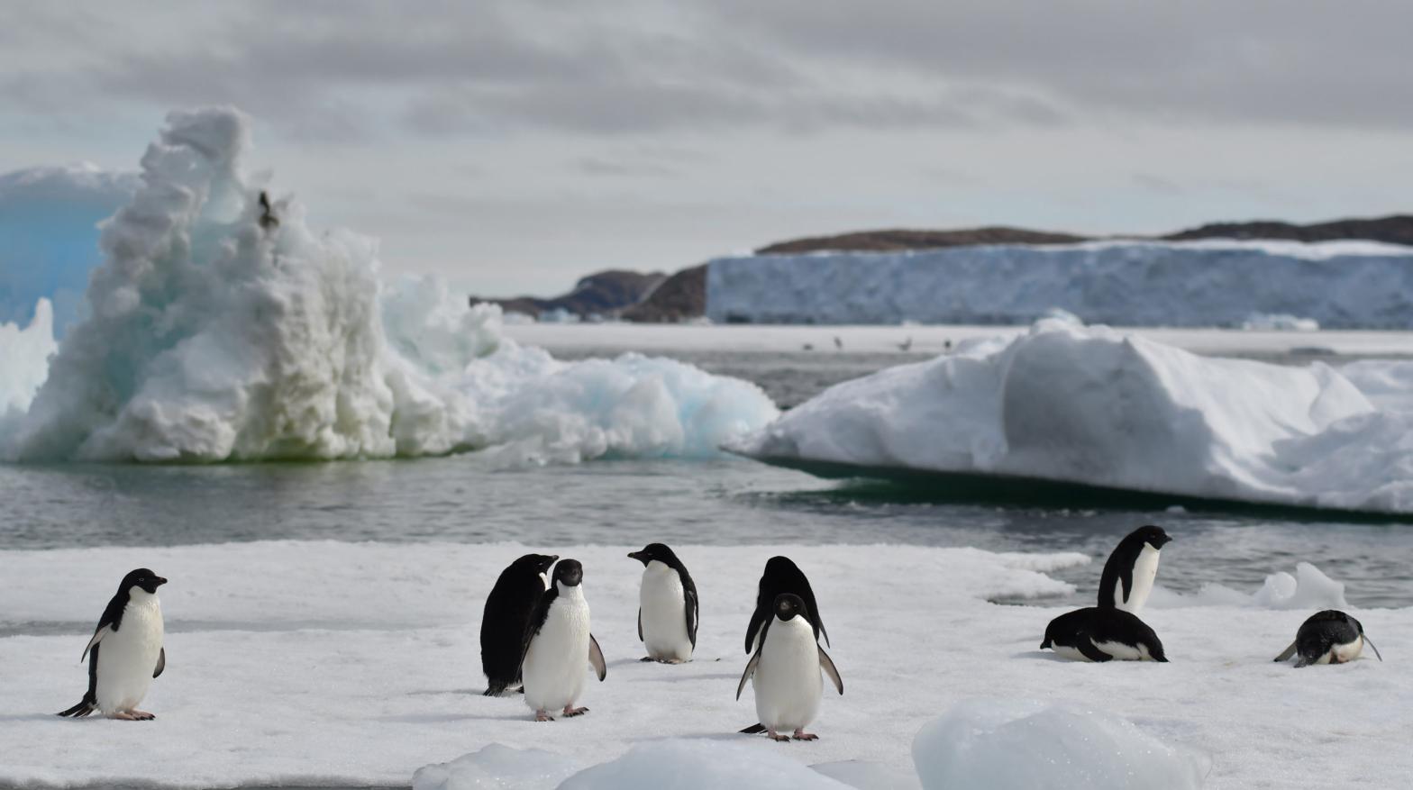 Adélie penguins in Lützow-Holm Bay, Antarctica, enjoy easy access to food and increase body weight and breeding success in ice-free summer. (Photo: Yuuki Watanabe, National Institute of Polar Research, Japan)