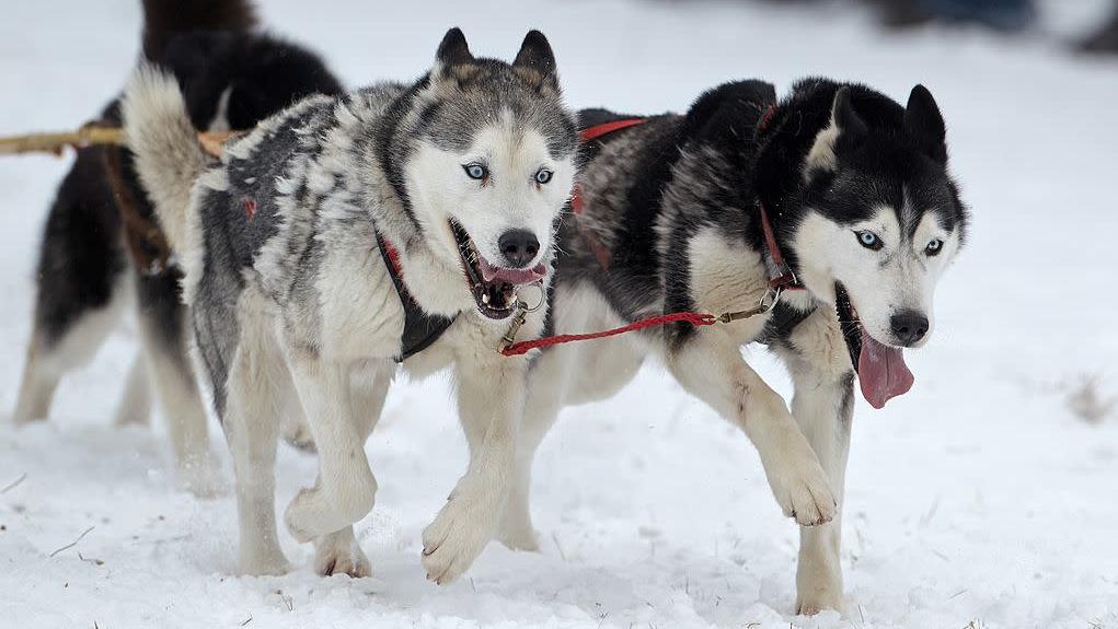 Siberian huskies (Photo: Thomas Frey, DPA/AFP via Getty Images)