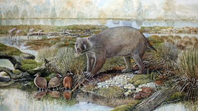 A Chonky 150kg Wombat Roamed Australia’s Desert 25 Million Years Ago