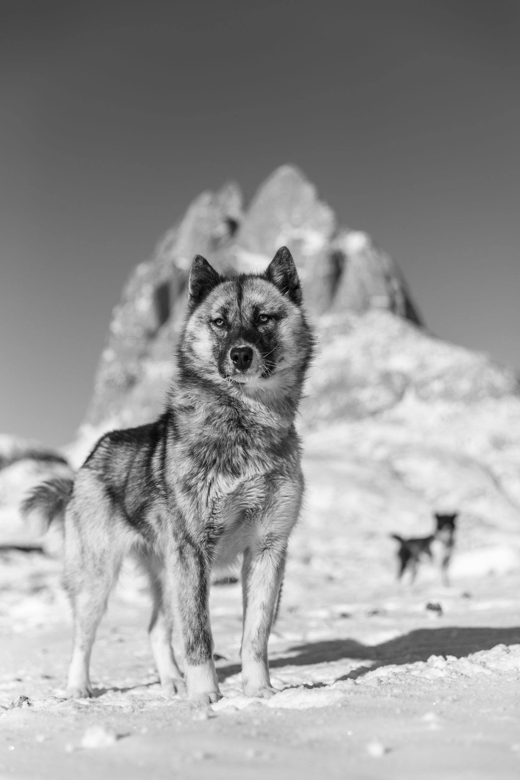 Greenland sled dogs. (Image: Carsten Egevang/Qimmeq)